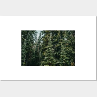 Alpine Evergreen Forest in the Mountains in Summer Posters and Art